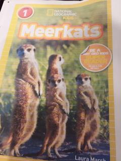 Dec 9 - Meerkats
