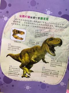 13爸爸给橙子讲解霸王龙🦖