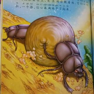 法布尔昆虫记-圣甲虫