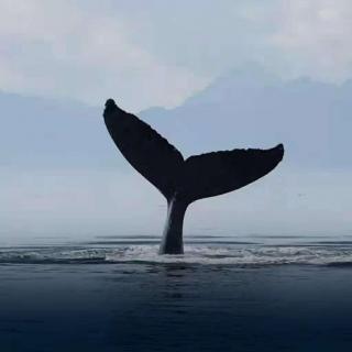 鲸与海