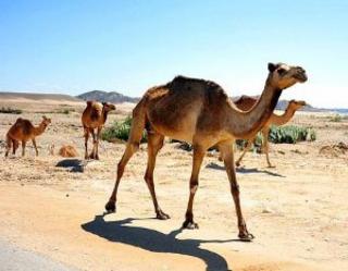 沙漠之舟——骆驼