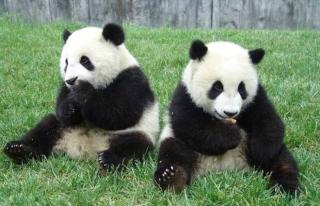 国宝——大熊猫