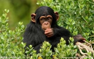 人类的近亲——猩猩