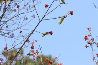 《荔枝》肖复兴