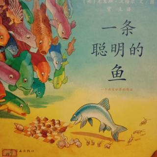 一条聪明的鱼🐠