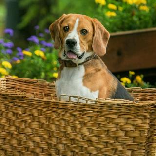 鞋子十双袜子的小波波熊