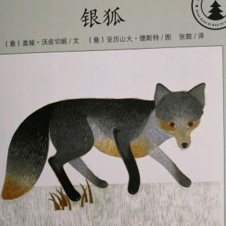 银狐