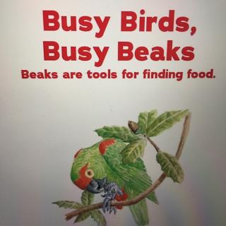 318 Busy birds, Busy beaks