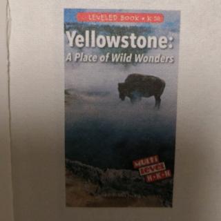 Yellowstone:A Place of Wild Wonders