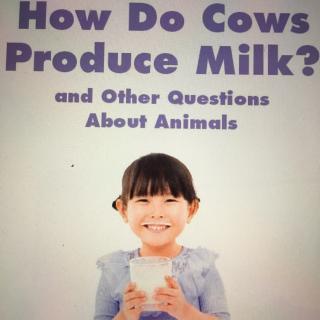 319 How do cows produce milk?
