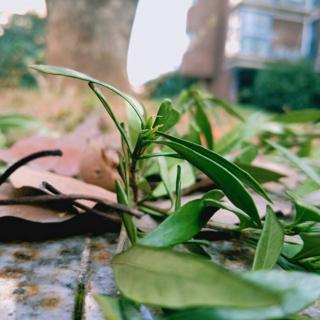 爱吃零食的小白鹅