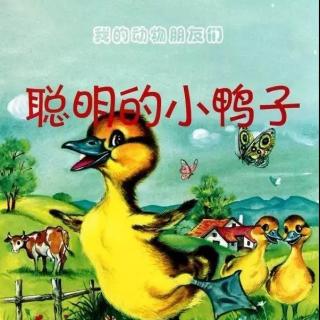 【月亮妈妈粤语儿童故事】聪明的小鸭子New新版