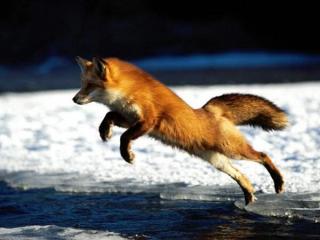 古灵精怪——狐狸