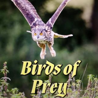20181219 Birds of Prey - RAZ P
