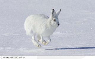 生活在北极的动物——雪兔