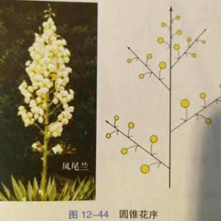 简单花序和复合花序图片