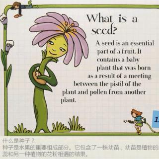 Plants 15 What is a seed? 种子