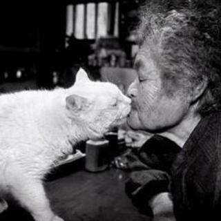 莱辛：老妇人和她的猫