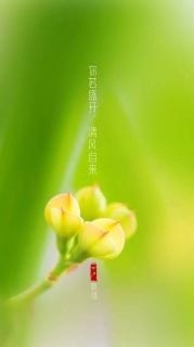 西域一朵花～东方枯蝶