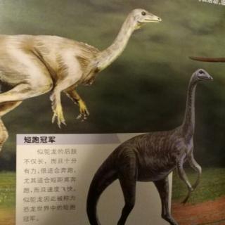 恐龙星球白垩纪【似鸵龙】
