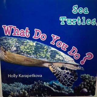 326 Sea turtles,  what do you do?