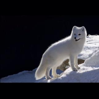 一只嗷呜wu | 报恩小狐狸