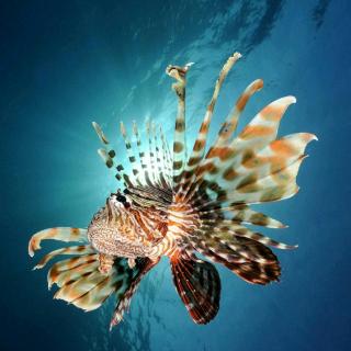 皮球(金子美铃)