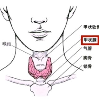 甲减患者的营养原则是什么？