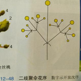 花草姐姐说植物花序――有限花序二歧聚伞花序