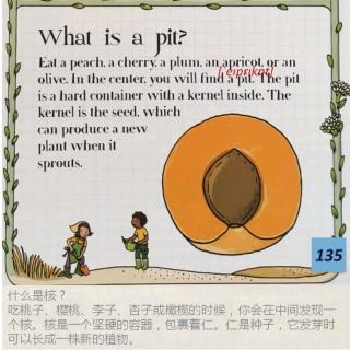 Plants 18 What is a pit? 核