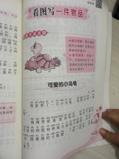 黄晨曦阅读可爱的小乌龟