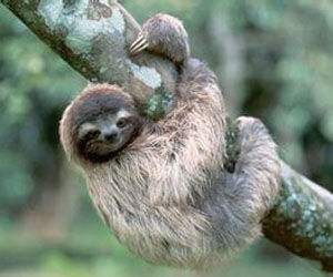 sloth wants to snooze