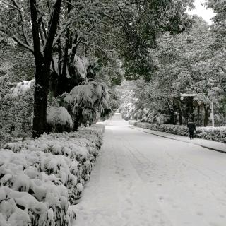 下雪了（小学版 节选）作者峻青