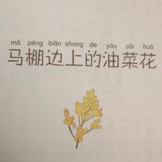 马棚边上的油菜花