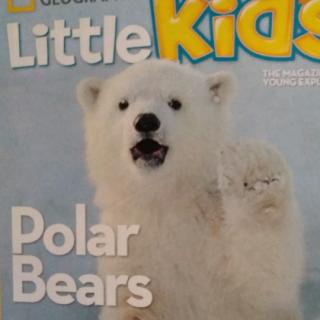 Something about polar bears