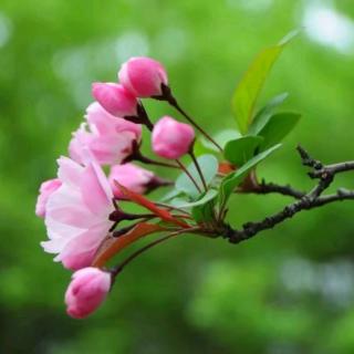 海棠花祭   （节选）