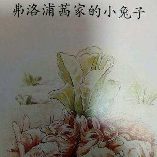 弗洛普西家的小兔子