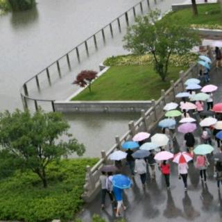 雨中上学  2018.9.19