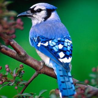 法语有声书--L'oiseau bleu 