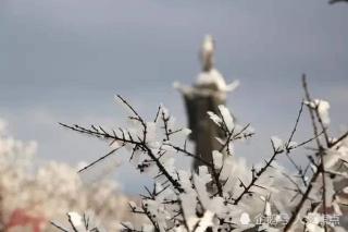 《花果山的雪》作者：周存玉  朗诵：钧瀚