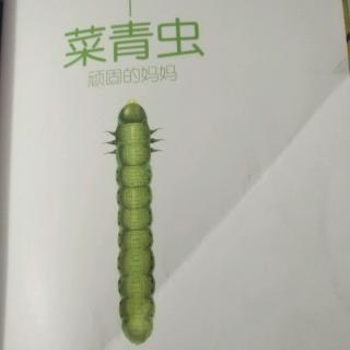 虫菜青虫顽固的妈妈