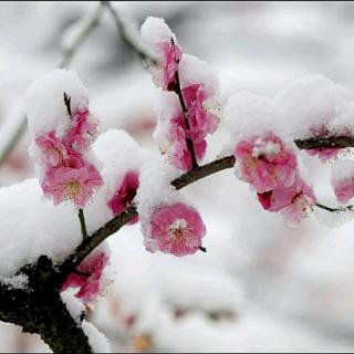 素心若雪，岁月从容