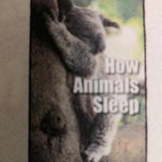 How Animals Sleep