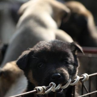 Académicos y artistas llaman a valorar a los perros autóctonos de China