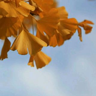 朗诵 金波 金黄的树叶