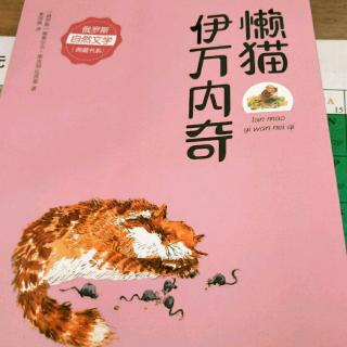 懒猫伊万内奇17