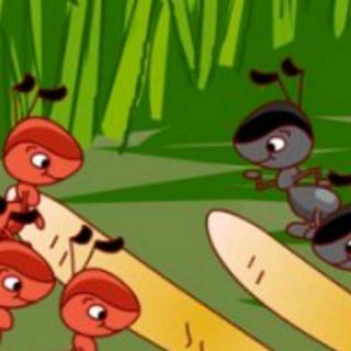 红蚂蚁和黑蚂蚁