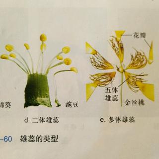 和花草姐姐一起学习植物学知识——雄蕊的类型(二))
