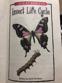 insect life cycle