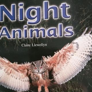 Night Animals